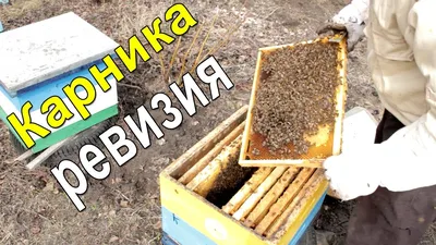 Продам пчеломатки линии Карника Пешец, купить пчеломатки линии Карника Пешец,  Киевская обл — Agro-Ukraine
