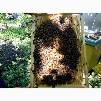 Купить пчеломаток Карника – преимущества, цены, описание | \"Нектар\"