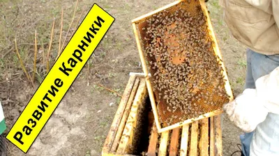 Карника пешец. Мои первые шаги в пчеловодстве | Aksanamed | Дзен