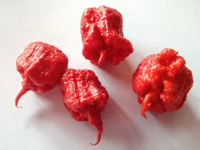 Советы по выращиванию перца Carolina Reaper от Эда Карри