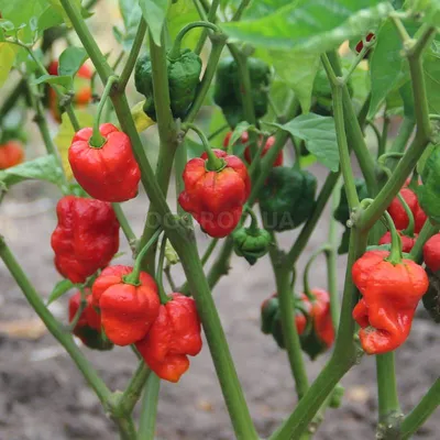 Семена перца острого «Carolina Reaper Red» (Каролинский жнец), серия «От  автора» - 5 семян купить недорого в интернет-магазине семян OGOROD.ua