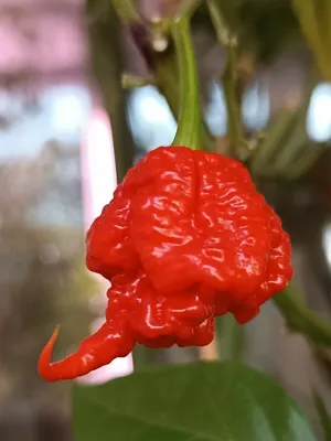 Семена Острый перец Carolina Reaper red (Каролина Рипер красный), 5 штук —  купить в интернет-магазине по низкой цене на Яндекс Маркете