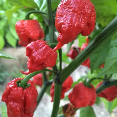 Семена Перца Каролина Рипер Ред Carolina Reaper Red. Купить с Доставкой по  РФ почтой и ТК.