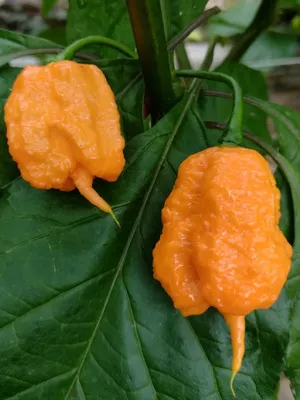 Семена Острый перец Carolina Reaper peach, Каролинский жнец, Самый острый  перец Каролина Рипер персиковый, 5 штук | AliExpress