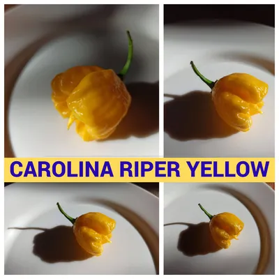 КАРОЛИНА РИПЕР ЖЕЛТЫЙ (CAROLINA REAPER YELLOW) - перец