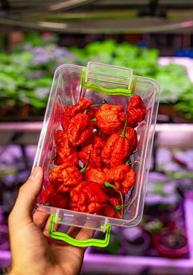 Семена перца Каролина Рипер (Carolina Reaper) красный (red)  (ID#1216178881), цена: 110 ₴, купить на Prom.ua