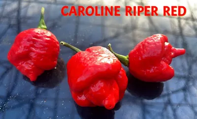 КАРОЛИНА РИПЕР КРАСНЫЙ (CAROLINA REAPER RED) - перец