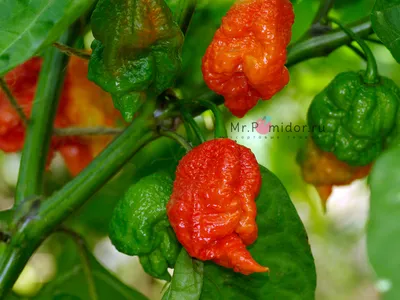 Острый перец Carolina Reaper (Каролинский Жнец, Каролина Рипер) - Сортовые  семена Mr.Pomidor