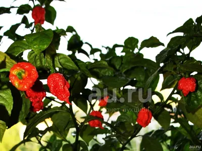 Семена Carolina Reaper, Каролина рипер, Каролинский жнец. Самый острый  перец в мире!!! В книге рекордов Гиннесса. — купить в Красноярске. Ягоды на  интернет-аукционе Au.ru