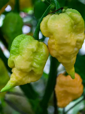 CarolinaReaperRu Семена острого перца Каролина Рипер Carolina Reaper Желтый