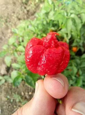 Перцы Каролина Рипер Carolina Reaper в Алматы: 3 000 тг. - Продукты питания  / напитки Алматы на Olx