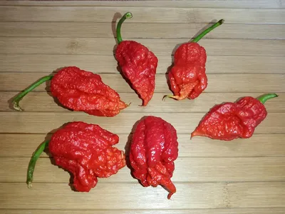 Перец остарый Carolina Reaper Yellow - фото урожая, цены, отзывы и  особенности выращивания