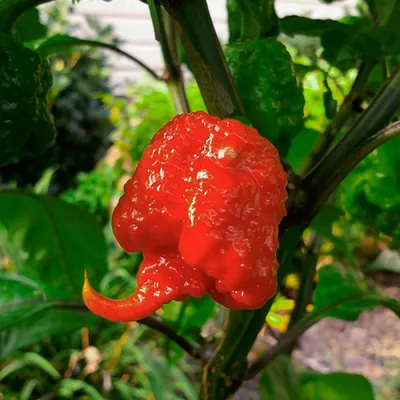 Перцы Каролина Рипер Carolina Reaper в Алматы: 3 000 тг. - Продукты питания  / напитки Алматы на Olx