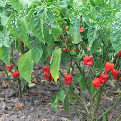 Carolina Reaper x TS Batch T - купить Каролина Рипер в Москве