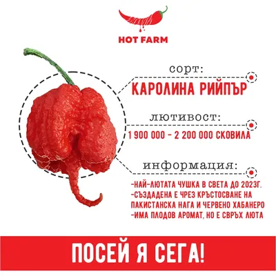 Перец чили Каролина Рипер - купить за 1100.00 грн, доставка по Киеву и  Украине, низкая цена | Интернет-рынок продуктов FreshMart