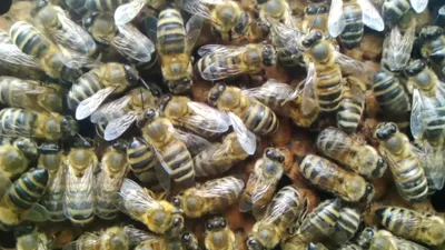 Карпатская пчела – характеристика породы Карпатка ➤ Интернет-магазин  Vashapasika