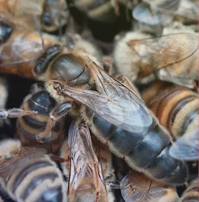 Карпатская пчела | Разведение карпатской породы пчел как бизнес идея | Пчела  Карпатка - YouTube