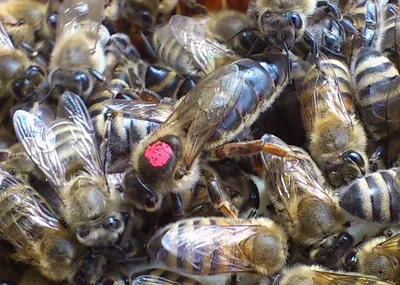 Про породы пчел | Пикабу