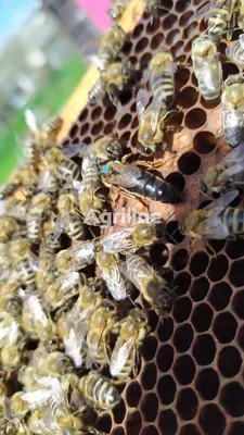 Породы пчел в России