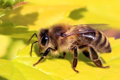 Карпатская порода пчелиных маток 2023 Украина Hunyadi, BQ33667