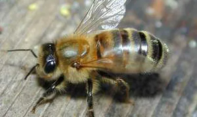Супертруженицы. Подмосковный фермер намерен вывести новую породу пчел |  Личные деньги | Деньги | Аргументы и Факты