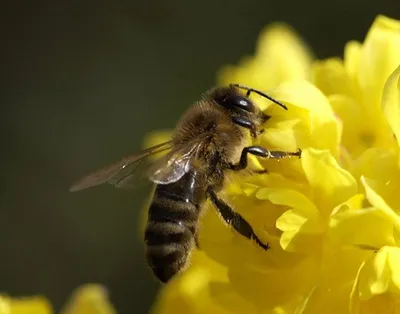Какую пчелу выбрать (часть 2) - Уральский мёд TheMёд