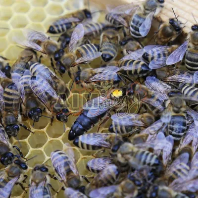 Пчелопакеты карпатских пчел отбор пакетов карпатских пчел