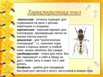 В уральские регионы из Узбекистана привезли 40 миллионов пчел