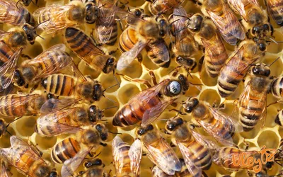 Карпатские пчеломатки - купить матку карпатку с пасеки Гайдара