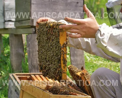 Украинская степная порода пчел. Меченная. Плодная.