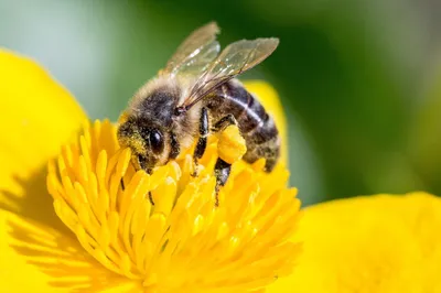 Фото к объявлению: продам пчелопакеты карпатских пчел (от ₽4500) —  AgroRU.net