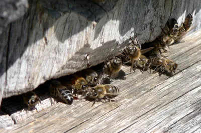 Карпатская пчела карпатка Carpathian bee karpatka - Карпатская пчела  пользуется среди пчеловодов большой популярностью. Она славится  миролюбивостью, спокойствием и отличной продуктивностью. Карпатскую породу  пчел обнаружили в Карпатах в конце прошлого ...