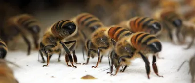 Ученые ищут белорусских пчел-аборигенов за их важную особенность – вот о  чем речь - KP.RU