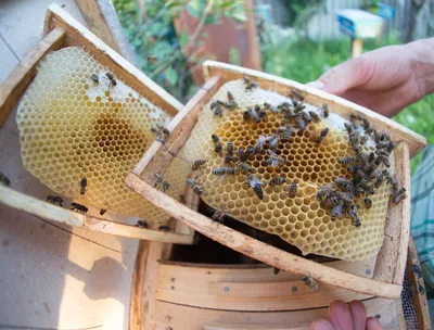В Подмосковье планируют вывести новую породу пчел