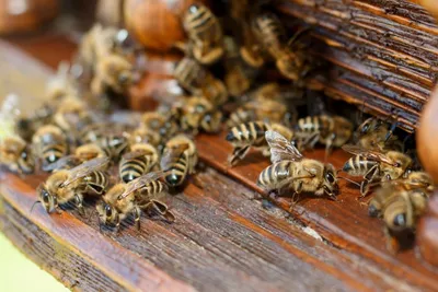 Карпатская пчела – характеристика породы Карпатка