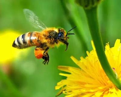 Племенной завод с разведения Карпатской породы пчел