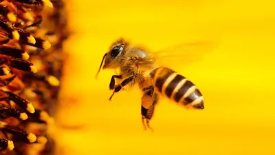 Породы пчеломаток и условия, влияющие на выбор | \"Нектар\"