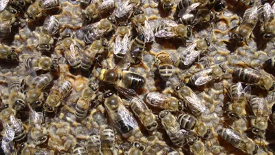 Пчелиные матки Карника - Производство и продажа пчелопакетов, пчелиных  маток Карника, Карпатка, Бакфаст.