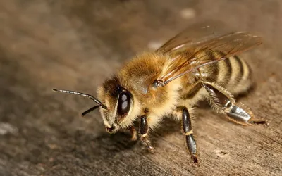 Пчела породы - \"Карпатка\"! | Начинающий пчеловод, не трутень! | Дзен