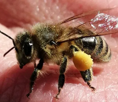 Пчелы plebeia minima - красивые фото и картинки pofoto.club