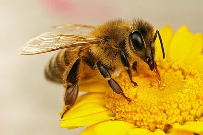 Неизвестный науке вид пчел обнаружен в Беловском районе