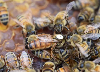 Пчеломатка Карпатка плодная тип «Вучківський» — купить на сайте Vashapasika  | цена, отзывы, описание 00006