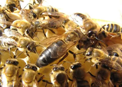 Пчелиные матки Карпатка - Производство и продажа пчелопакетов, пчелиных  маток Карника, Карпатка, Бакфаст.