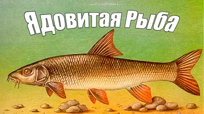 Рыба, отряд карпообразные, семейство карповые усач барбус пескарь  обыкновенный fish Чёрный амур - YouTube