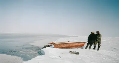 Жизнь Карского моря: ластоногие и киты – GoArctic.ru – Портал о развитии  Арктики