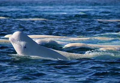 Белый мыс на Карском море, или Обратная сторона Вайгача: varandej —  LiveJournal