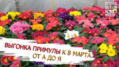 https://volgograd-trv.ru/news/jekonomika/82335-na-podgotovku-k-8-marta-zhitelnicy-juga-rossii-planirujut-potratit-do-10-tysjach-rublej.html