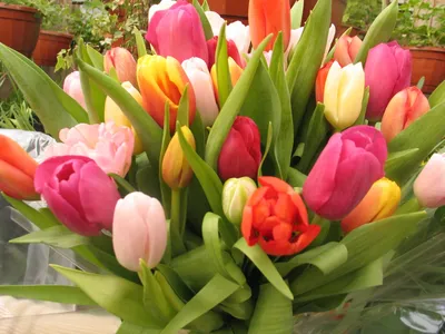 Какие цветы дарят на 8 марта девушкам, женщинам и коллегам