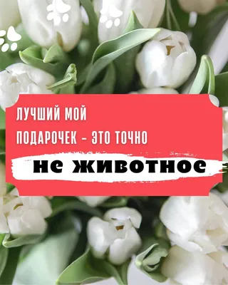 В Москве накануне 8 марта традиционно вырос спрос на цветы :: Новости :: ТВ  Центр