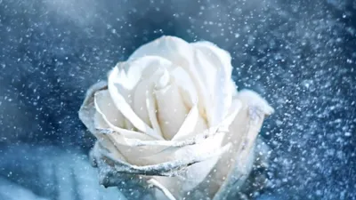 Букет из 7 белых роз | купить недорого | доставка по Москве и области